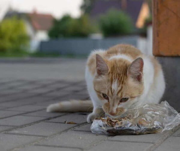 cat eating plastic and throwing up