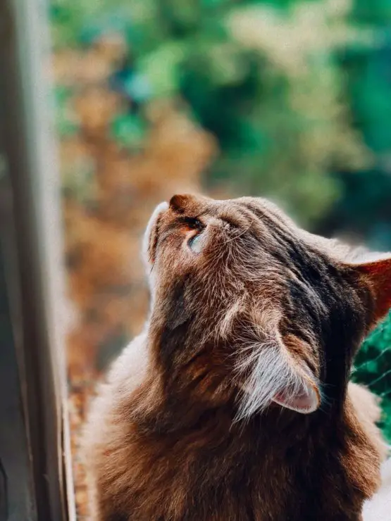 cat wont stop chewing on plastic