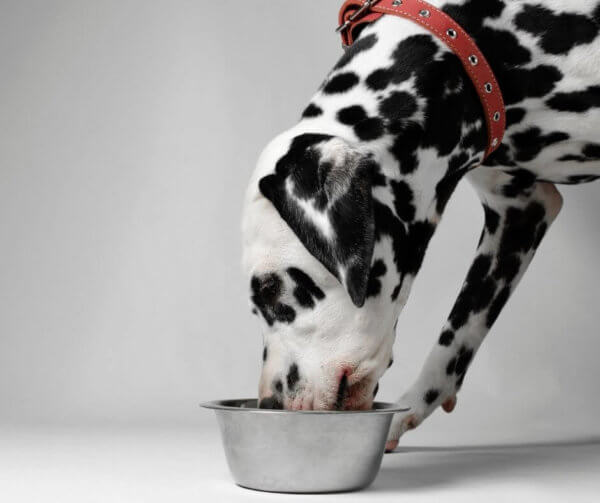 dalmatian_dog_eating_food_for_diarrhea.jpeg
