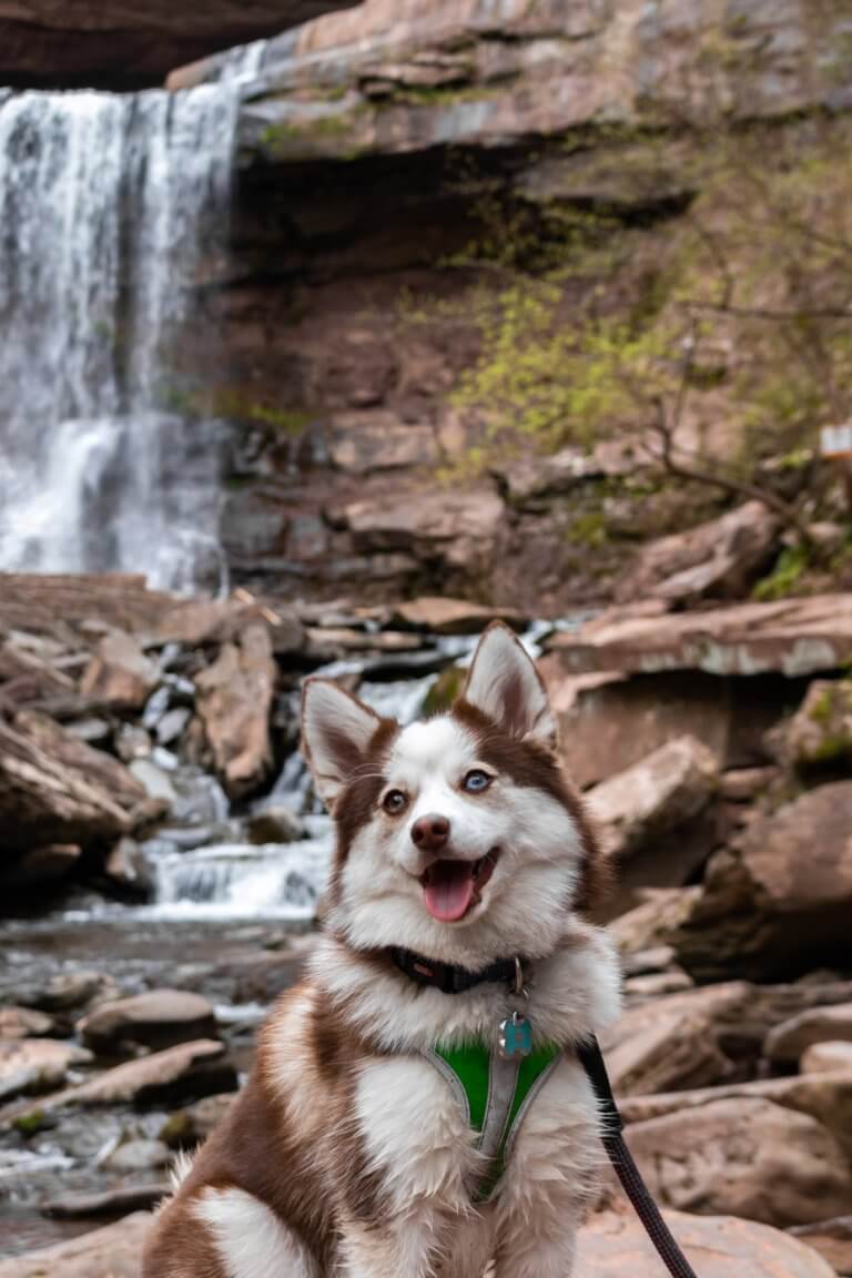 pomsky_dog_in_nature.jpeg