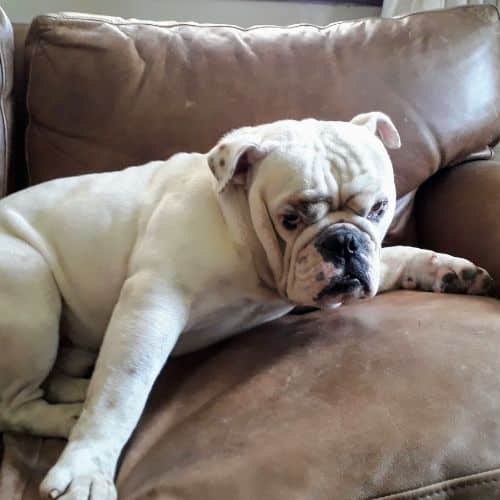 4 English Bulldog Tail Types You Should Know!