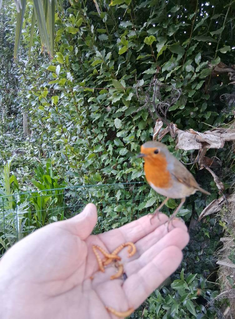 Birds love vegetation