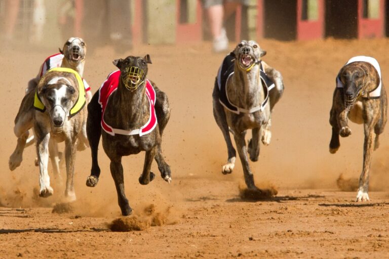 Greyhound race