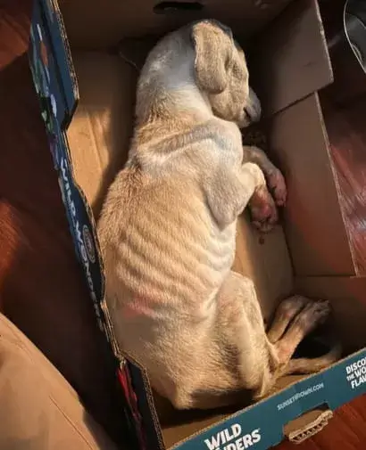 Renlo when he was first found