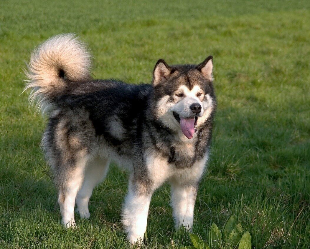 Alaskan Malamute