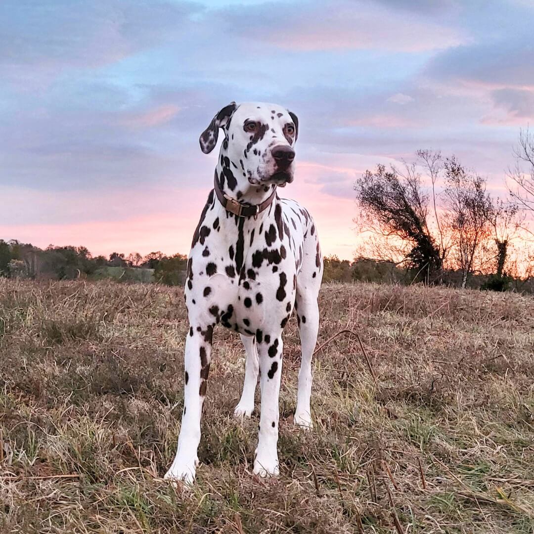 Dalmatian