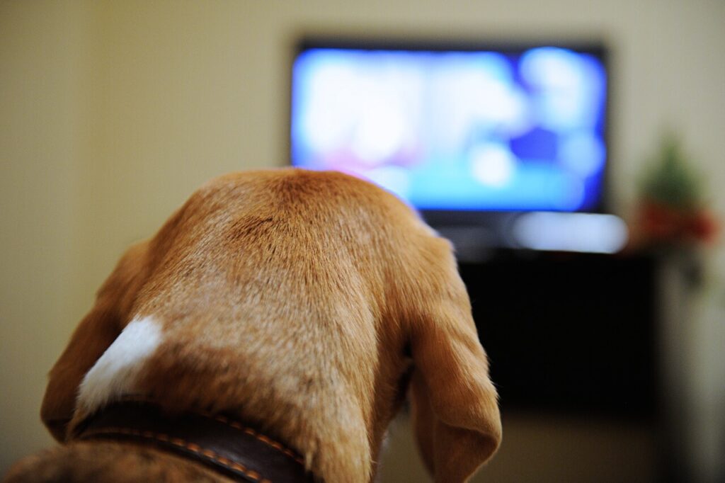 Dog watching tv