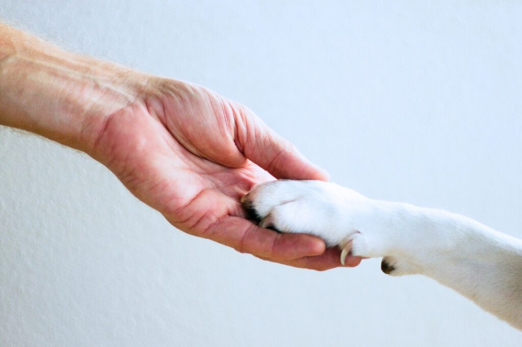 Touching dog paw