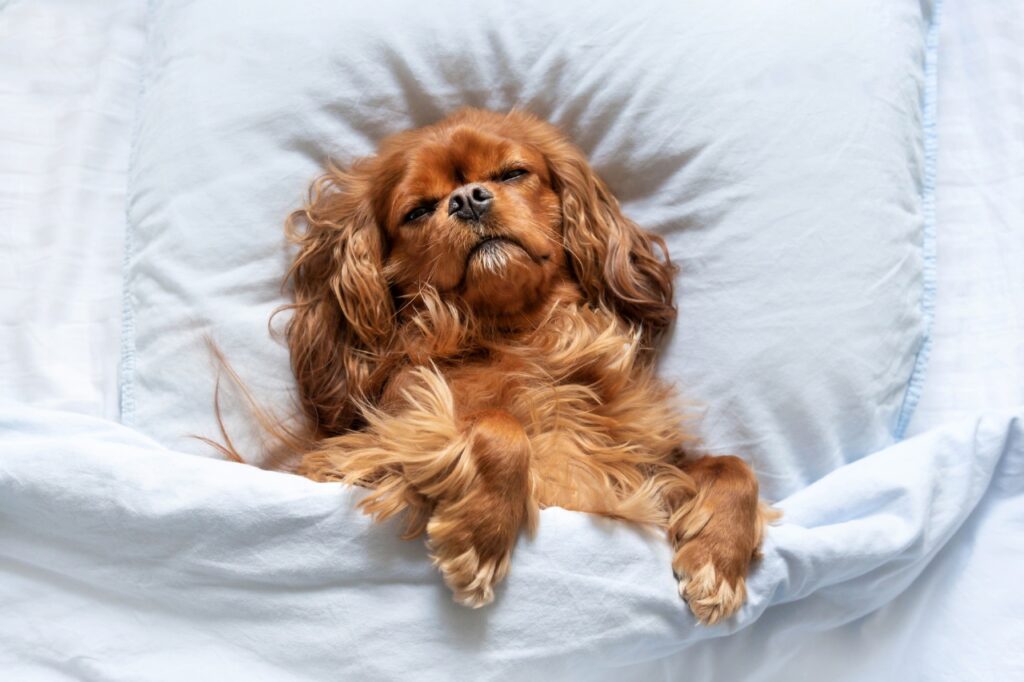 cute dog sleeping in bed