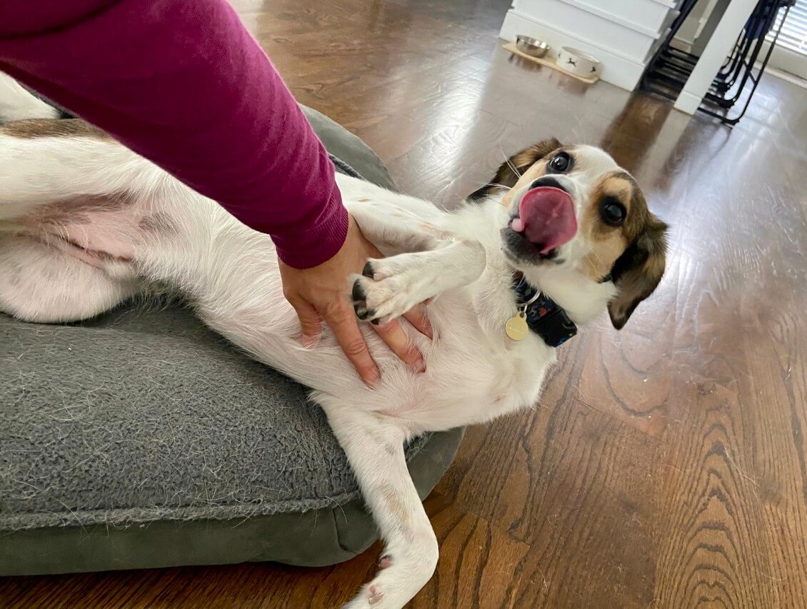 dog belly rub