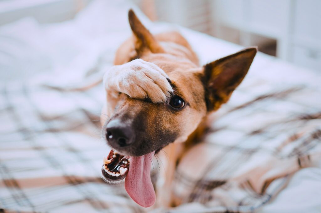 dog in bed covering his eyes