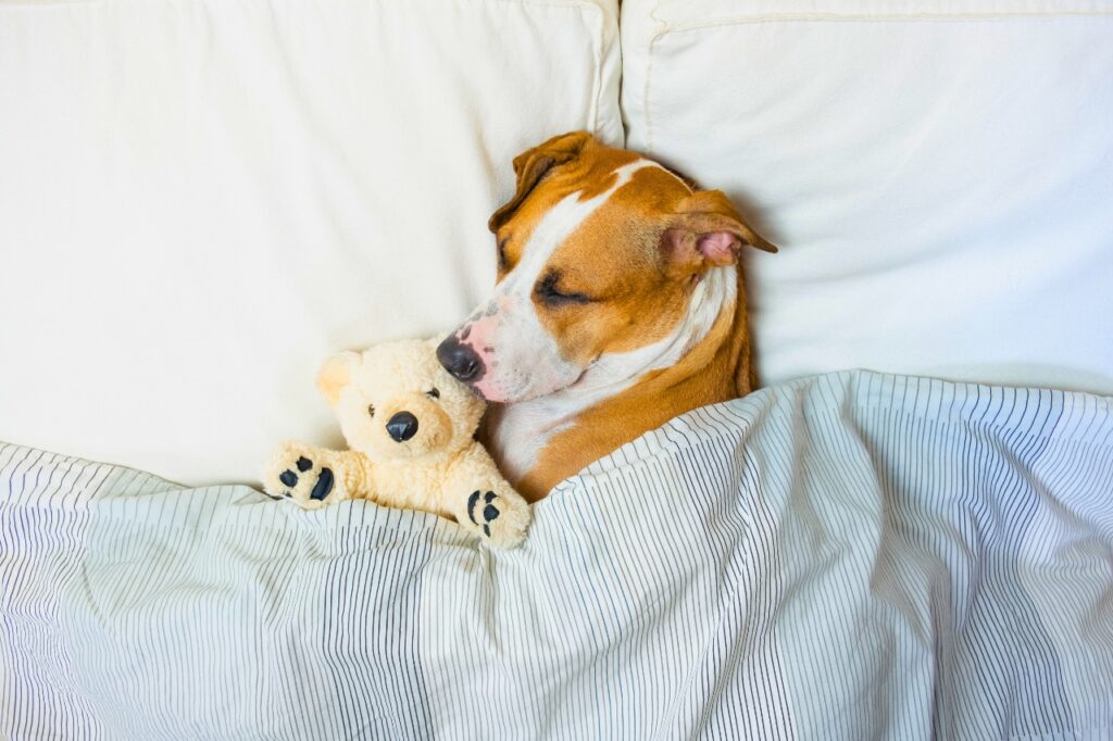 dog in bed with teddy bear