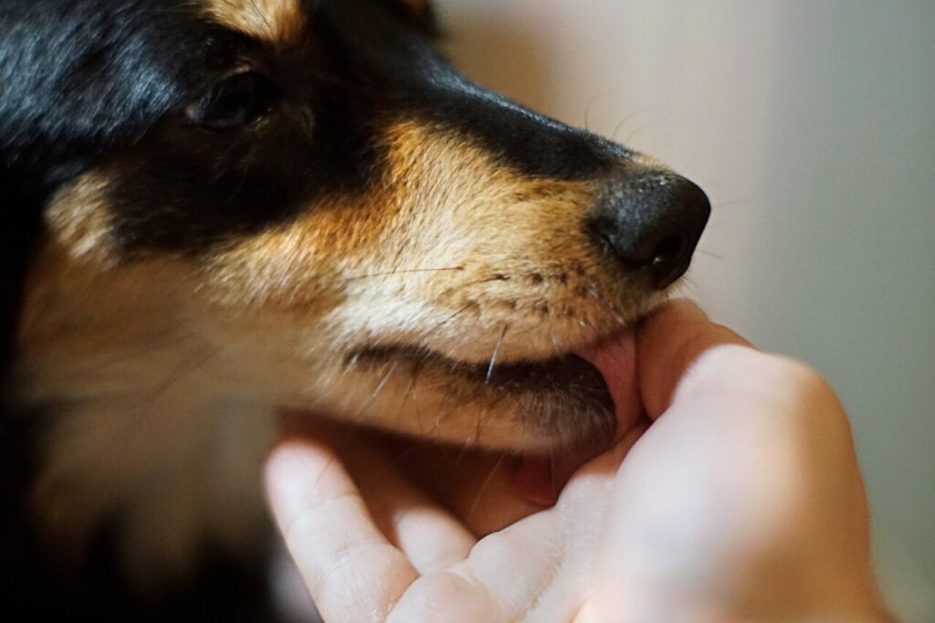 dog licking hands