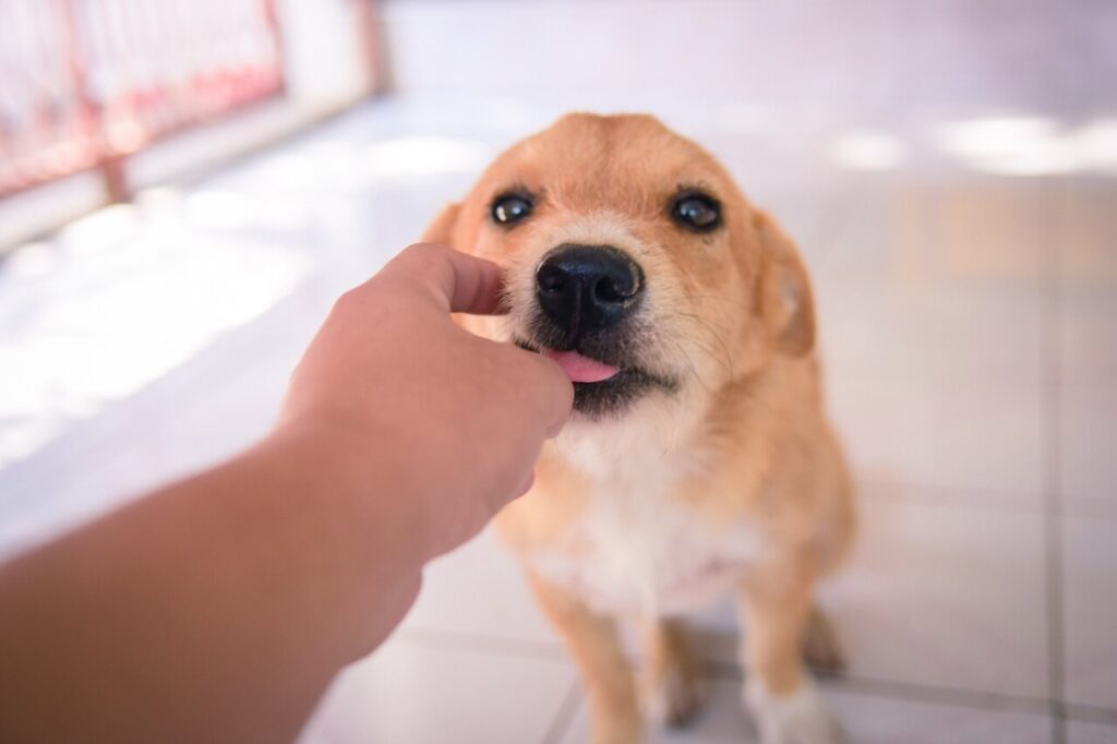 dog licking hands