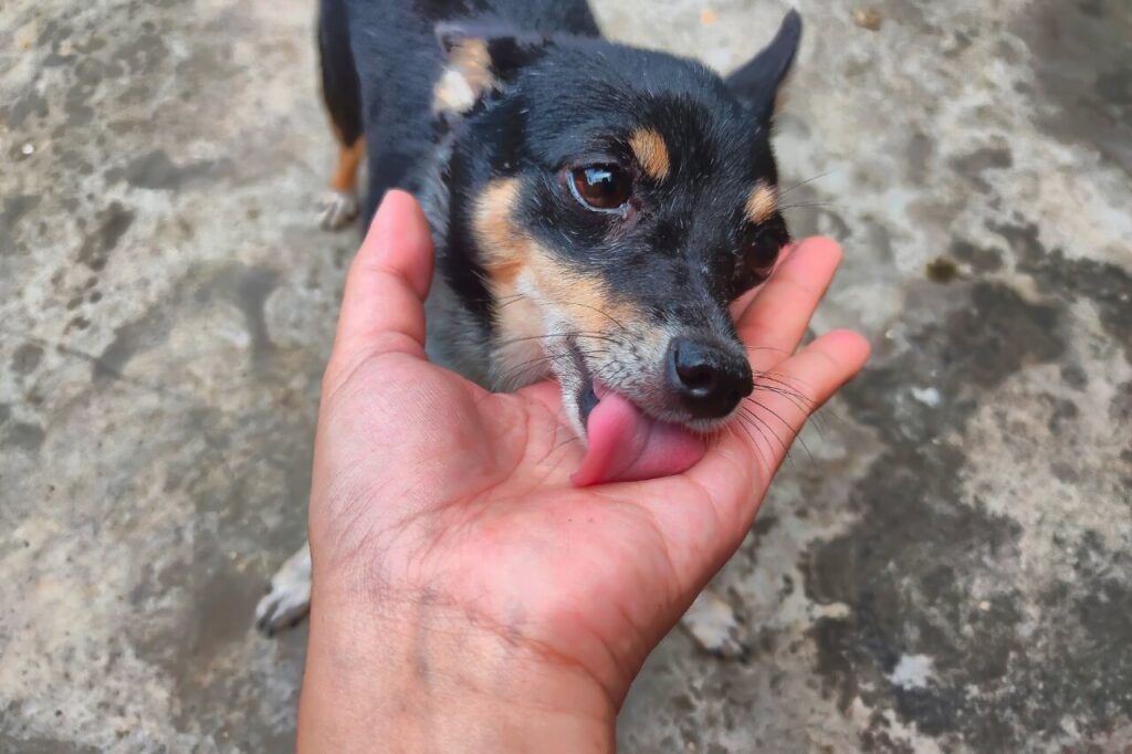 dog licking hands