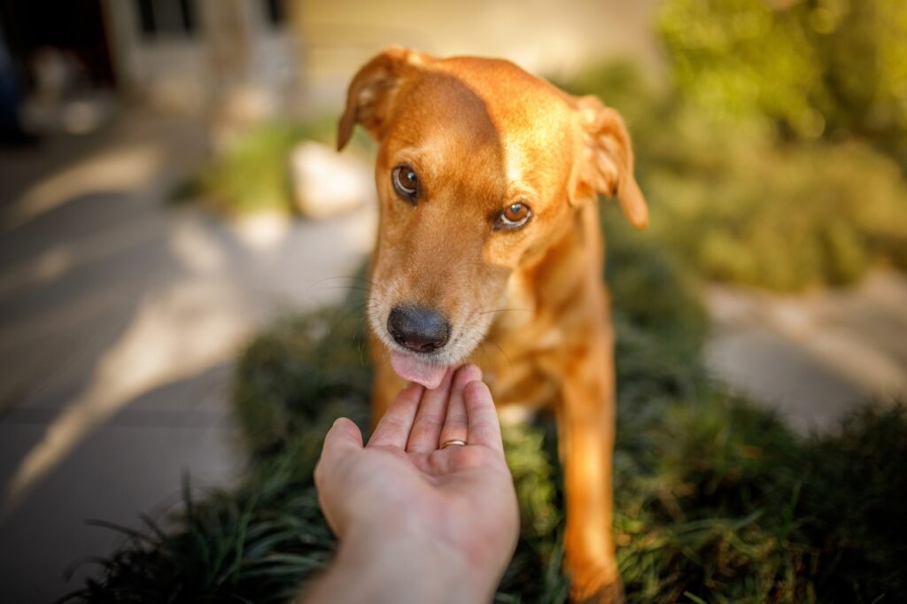 dog licking hands