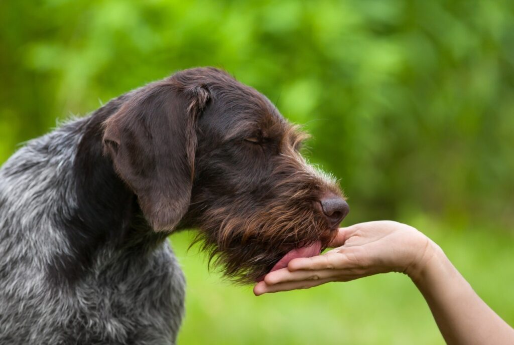dog licking hands