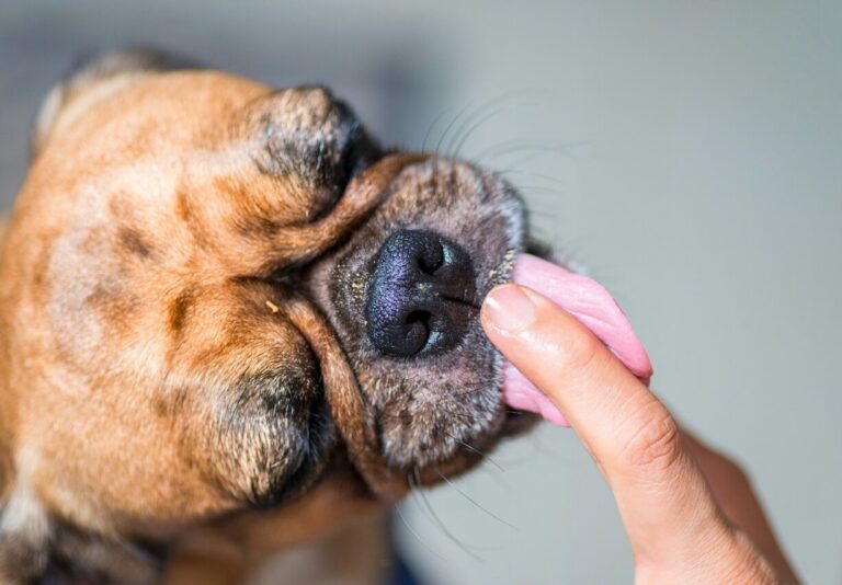 dog licking hands