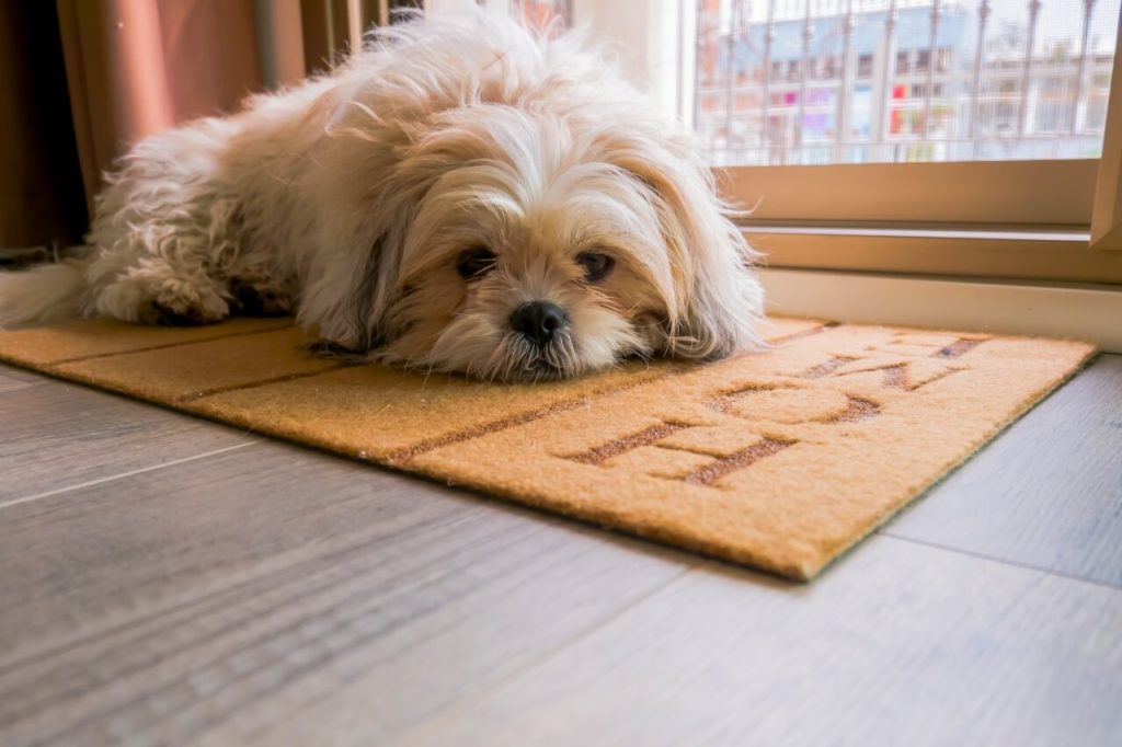 dog on the mat door