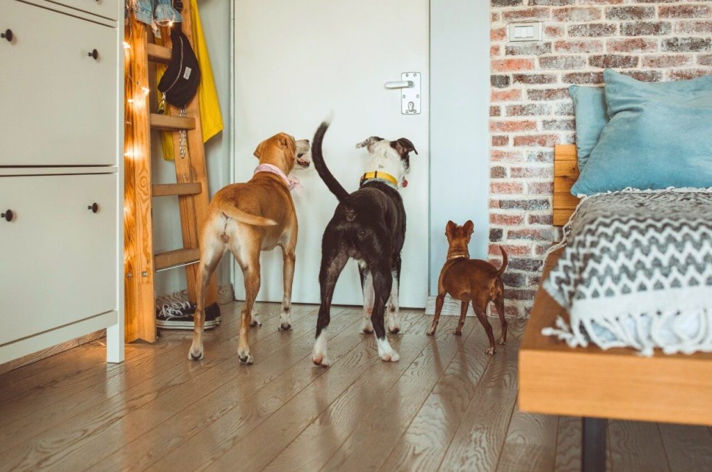 dogs waiting door