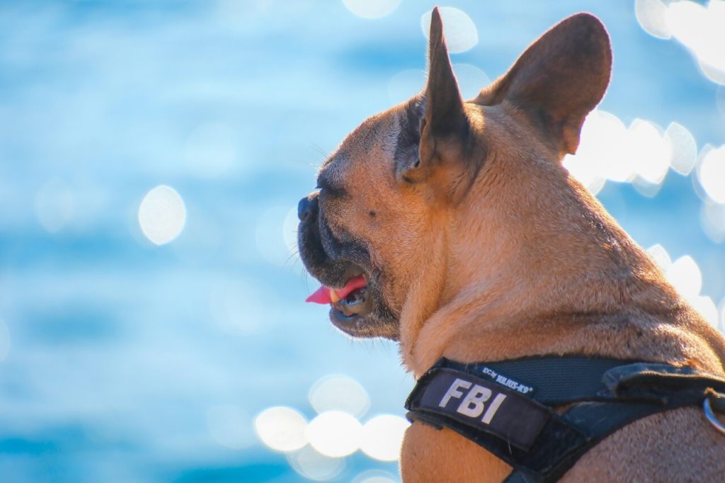 french bulldog police