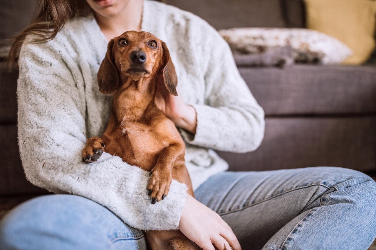 holding a dachshund