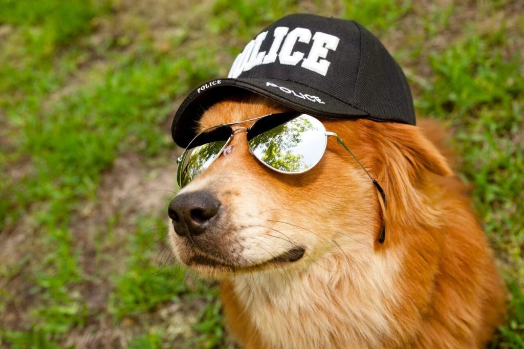 police dog hat and glasses