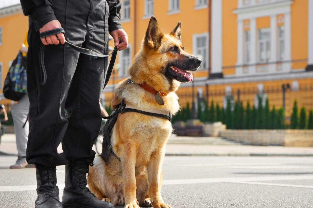 police dog in service