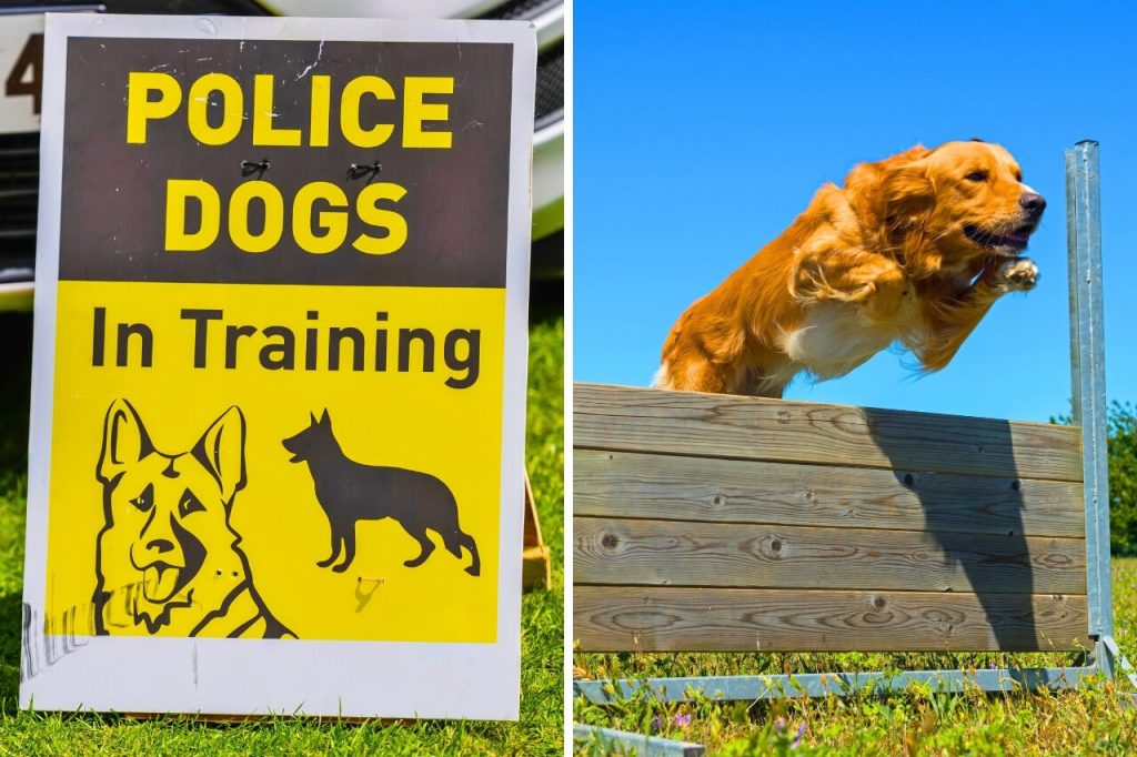 police dogs training
