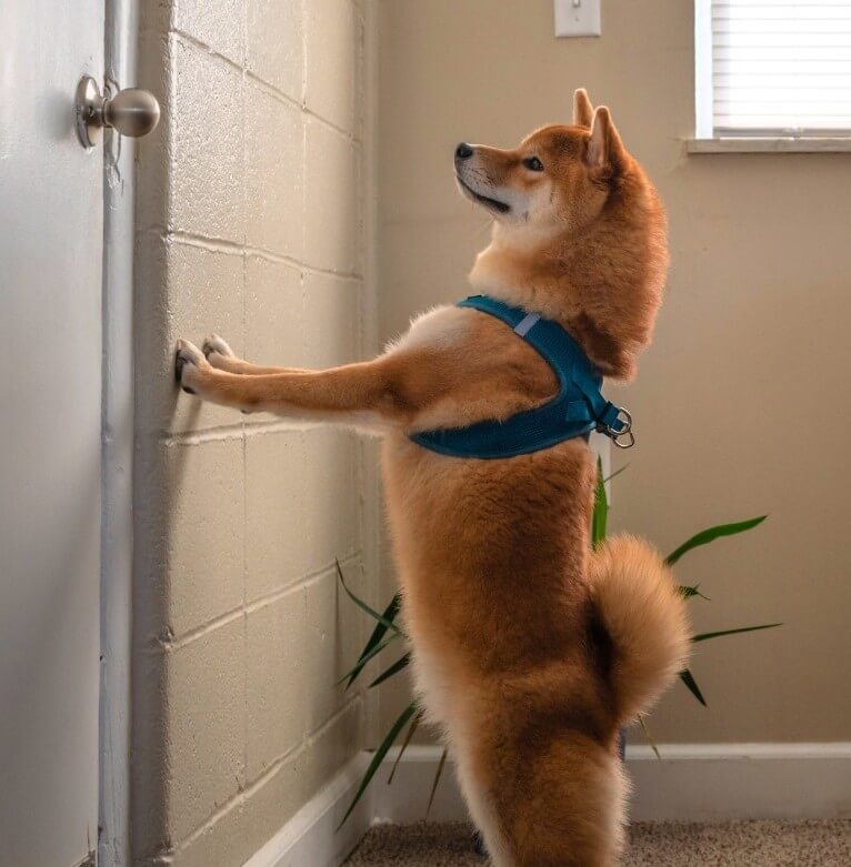 shiba inu door